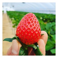 설향딸기 350g(20-24과) 새콤달콤 맛있는 하우스 햇딸기185561