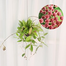 갑조네 호야 메모리아 행잉 미니화분 공중식물 에어플랜트 희귀 수입호야 무늬 프리미엄 플랜테리어, 호야 메모리아(미니화분), 1개