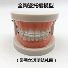 덴티폼 치열 치과 교육 연습 데모 틀니 모델 교정, B. 작은 브러시 치아 전체 세라믹 아치 와이, 1개