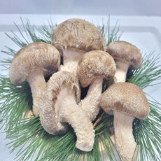 송화 송향버섯 송고버섯 식당용(알뜰형)1kg, 가정용1kg, 1개