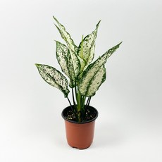 글라스가든 아글레오네마 스노우사파이어 소품 수경재배 수중 실내공기정화 키우기 쉬운 식물 키우기, 6개