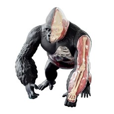 상어해부모형 내장 뼈 장기구조 인체 해부학 해양 해부 골격 상반신 내부 교구 교육용 상어, D. 은색 고릴라