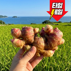 [서산직송]해풍맞고자란 톡쏘는 서산 생강, 1개, 1kg