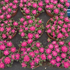 취설송 다육식물 다육이 선인장 공기정화 전자파차단 식물 건돌이, 1개, 기본