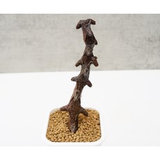 세로페기아 기키이 동일품-260128 코덱스 아프리카식물 멸종위기 희귀선인장