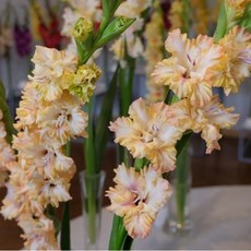 [ 풀떼기 ] 키작은 글라디올러스 구근 5종 15구 세트