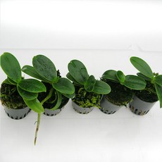 [재희난] 대엽풍란 10개셋트