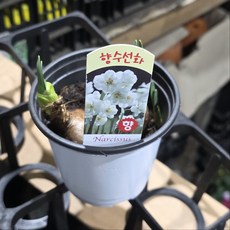 향수선화 수선화 노지월동식물 흰꽃 에이피팩토리, 2개