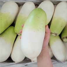 맛통령 제주 월동무, 1개, 4kg내외 (3-5수)