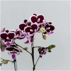 크라운 쌍대 호접란 호접난 서양란 서양난 선물 난초 키우기쉬운식물 디디플랜트