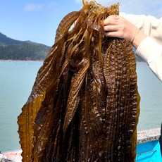 [프레쉬서비스] 완도 생 곰피미역, 1개, 생 곰피미역 1kg