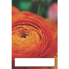 Mums Flowers by BlueMarble 228948, Mums Flowers by BlueMarble 228