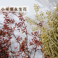 精華 小米果永生花 不凋花材, 小米果/暗紅/大把