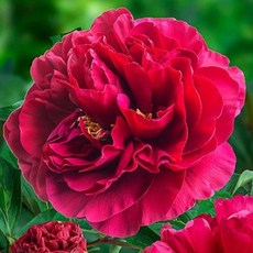 작약 숙근 구근 47종 함박꽃 수입작약, 1번 대두분