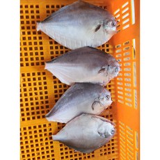 완도 자연산 손질병어 세꼬시 횟감 500g 병치 덕자, 세꼬시 병어중4/5미 손질후 500g, 1개