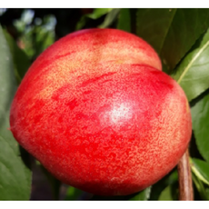 <장원농원> 천도복숭아나무 신비복숭아 묘목 2년생 상묘, 1개