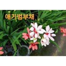 [비젼플라워] (야생화놀이터)--노지월동--베란다월동-$&&--애기범부채-꽃색상 랜덤상품--6월현재 휴면준비하고있어요, 1개