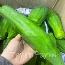테라팜 그린 파파야 (1KG) 생 SOMTAM 쏨땀, 1개, 1KG