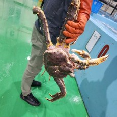 러시아 프리미엄 자숙 레드킹크랩 3kg-4kg 1미, 3kg