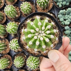 [해뜰다육] 단모환(소품) 다육식물 선인장, 1개