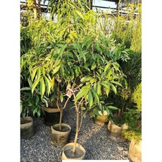 霏霏園藝黑葉荔枝高壓苗 高度120-150公分 3-4年苗 庭院陽台種植首選, 1個
