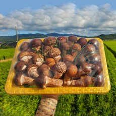 선물용 참송이버섯 로얄 프리미엄 1kg OPP가방 보자기, 1세트