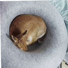 파츠 펠트 도넛 숨숨집 L 그레이 79000EA 1EA, 본상품