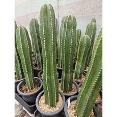 팅커벨 백운각25cm