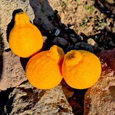 제주 노지 한라봉 2kg, 단품, 단품
