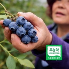 초록초록팜 [초록초록팜] 무농약 블루베리 생과 실속형 800g (200g x 4개), 1박스