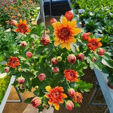 [무지개꽃/색상선택17종] 가드닝 국화 (꽃크기 6cm 소국 화분), 35. 주황 겹꽃 (크리스탈 메리골드), 1개