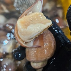 싱싱햇 나발고동 나팔소라 대나발고동 나팔 소라, 생물, 1세트, 1kg(8-10미)