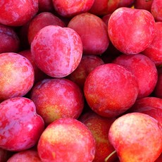 당일수확 산지직송 당도보장 대석 후무사 레드프랑스 추희 자두, 1박스, 추희자두 소과(40g 내외) 1kg