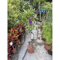 霏霏園藝 斗六市 角莖野牡丹 6-7吋盆 高度100公分以上, 1個