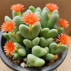 다육식물 [50가지 특선모음], 1번[하트 축전], 1개