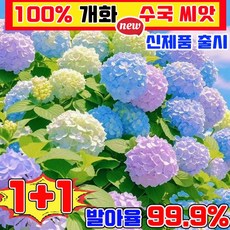 [신제품] 수국 씨앗 4계절 꽃 씨앗 노지 월동 다년생 꽃 씨앗 봄꽃 씨앗 노지월동 봄꽃씨앗 사계절 개화 수국 씨앗 관상용 혼합 꽃씨앗 높은 발아율, 2개
