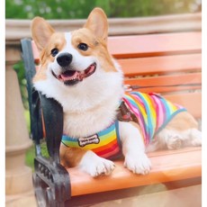 福媽寵物 寵物連帽T恤 (狗用/秋冬款), 彩虹色, 1個