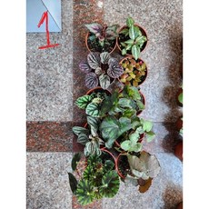 盆栽植物組合 網紋草 嫣紅蔓 秋海棠 蜂逗草 喜蔭草 虎耳草 3吋盆 10盆一份, 1個
