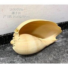 椰子貝 天然海洋產物 水族造景 貝殼, 1個, 7~8吋