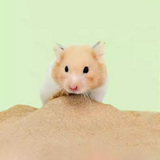 와이이 햄스터모래 사막모래, 1kg, 1kg, 1개