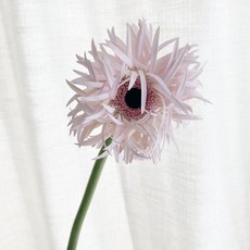 오후의꽃 실거베라 스파이더거베라 꽃배달 싼곳 생화 택배, 실거베라 핑크 한송이, 1개