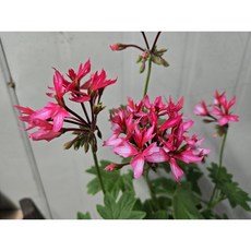 유럽제라늄 파이어웍스 바이컬러 중품 너무멋진 파이어웍스, 1개, 주황