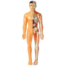 人體器官模型 人體拼裝模型 仿真人體骨架模型 軀幹結構內臟科教玩具, 半透明人體模型（盒裝）, Multi-color
