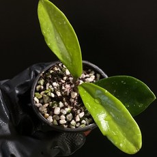 호야 실버문 AH074 동일품배송