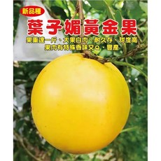 黃金果嫁接苗, 1個, 葉子媚黃金果嫁接苗50-70公分