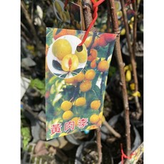 霏霏園藝 嫁接李苗，4吋盆，3-4年苗，高70-100公分, 1個