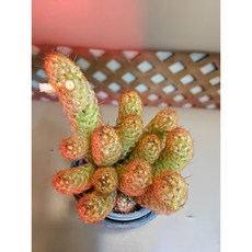 팅커벨 금사선인장, 1개