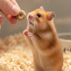 와이옐로 소동물 이갈이 도넛 간식 이갈이간식