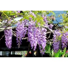 東園種苗 九呎紫藤高壓大苗, 1個, 多花紫藤高壓苗