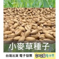 小麥種子 1KG - 家庭園藝種植，新手易上手，台灣種植, 1個